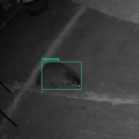 Using Camect to Catch Raccoons Digging up Lawn