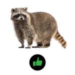 Camect detects Raccoons